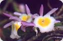 Dendrobium primulinum